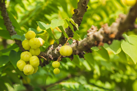 star gooseberry The fruit is beautiful to eat, has anti-oxidant. It helps to slow down and deteriorate the cells in the body.の写真素材