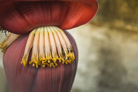 bee eat Nectar in Banana Blossomの写真素材