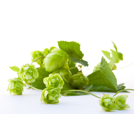 Hop isolated on white background