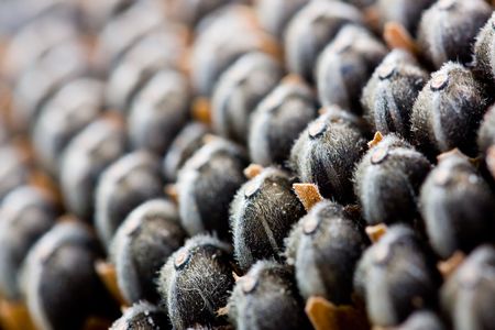 Sunflower seedsの写真素材