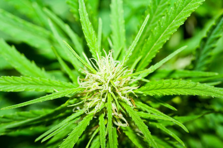 Hemp \r