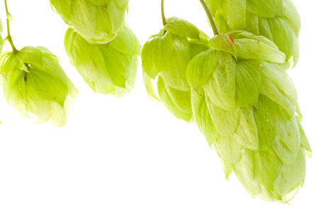 Hop isolated on white background