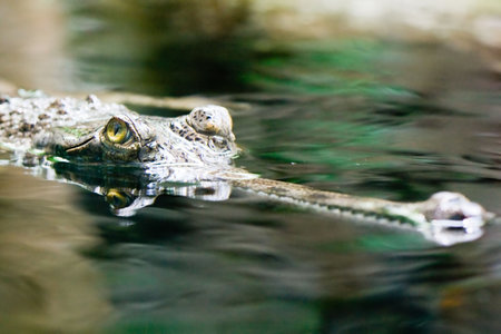 Gavial
