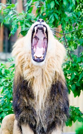 Lionの写真素材