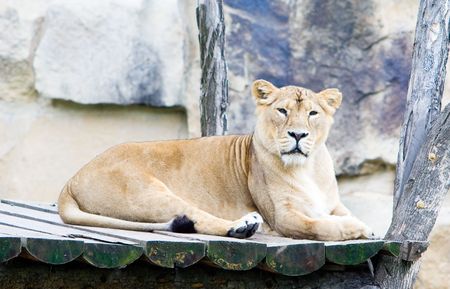 Lionの写真素材