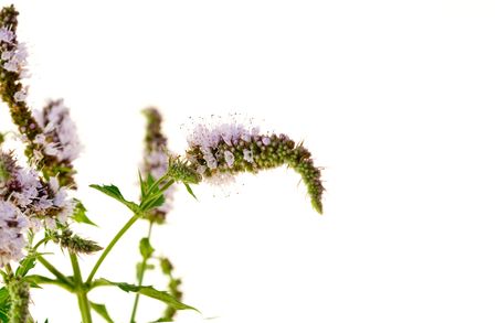 Mint leaves on a white backgroundの写真素材