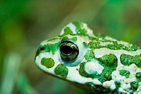 Green toad in grassの写真素材