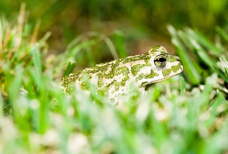 Green toad in grassの写真素材