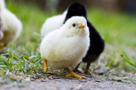 Chickenの写真素材