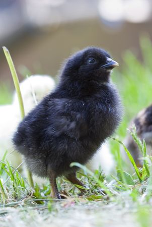 Chickenの写真素材