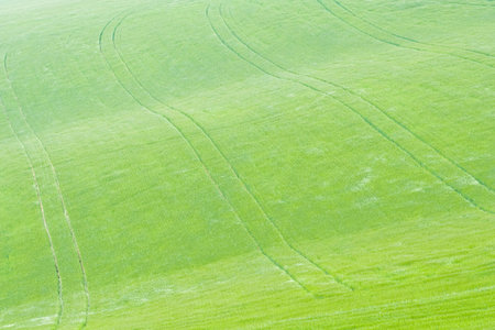 Green grassの写真素材