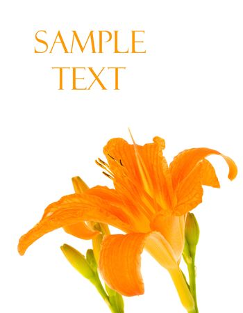 Orange Lilly on white background
の写真素材