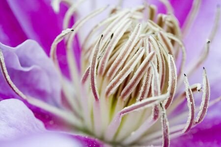 pink flowerの写真素材