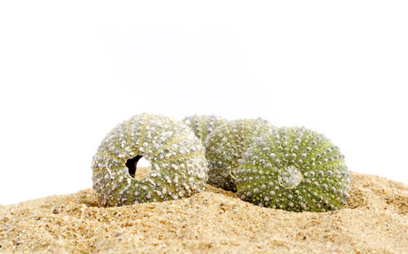 Sand and echinus
