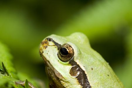 Tree frog
の写真素材