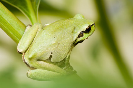 tree frog