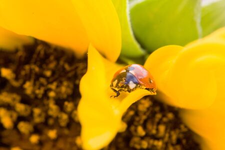 Ladybirdの写真素材