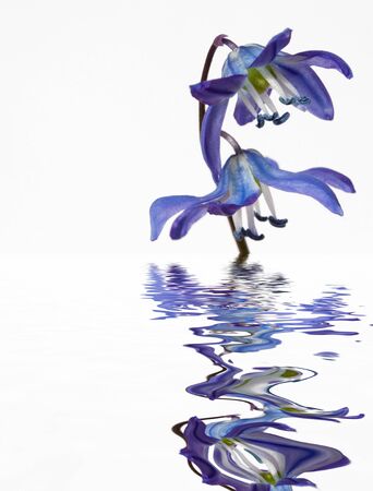 Blue flowerの写真素材