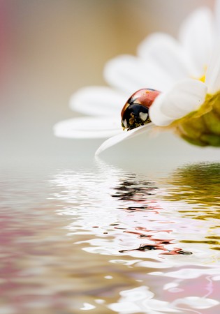 Ladybirdの写真素材