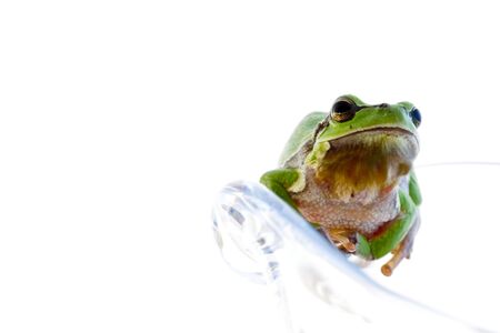 Tree frogの写真素材