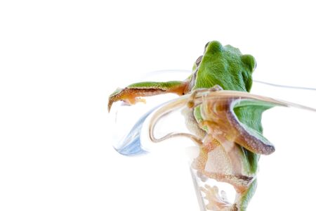 Tree frogの写真素材
