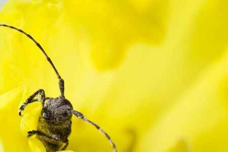 Yellow flower with beetleの写真素材