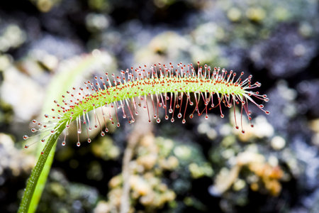 Venus fly trapの写真素材