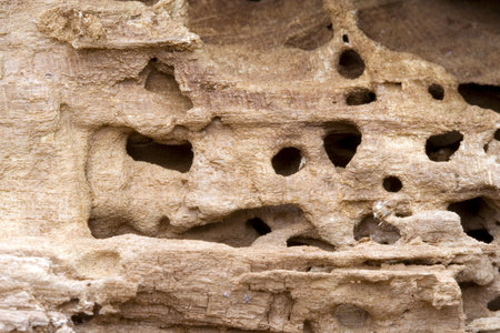 Worm-holeの写真素材