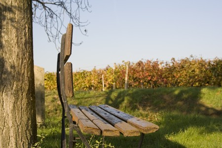 Bench in vineyardの写真素材