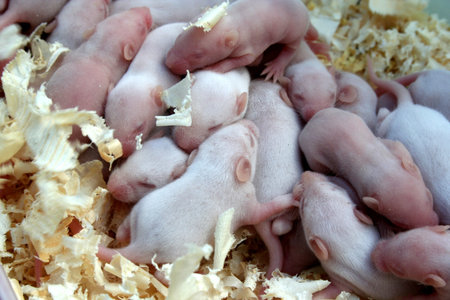 Small mouseの写真素材