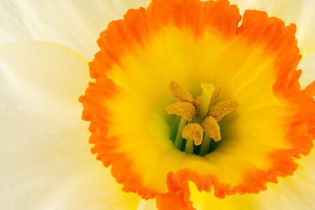 Narcissusの写真素材