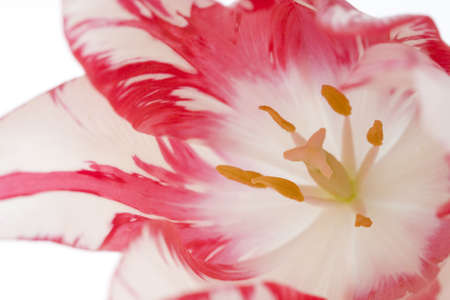 Tulipの写真素材