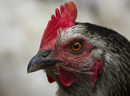 Chicken