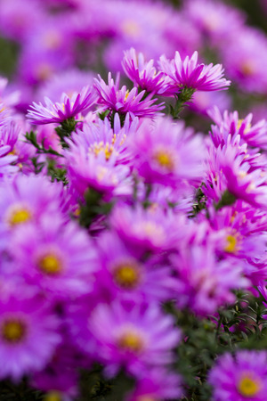 Purple flowerの写真素材