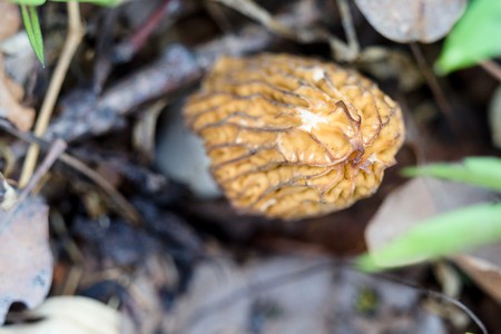 Morel the first spring spongeの写真素材