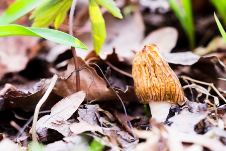 Morel the first spring spongeの写真素材