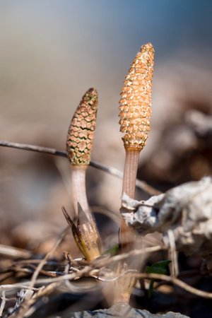 Field horsetail at an early stage