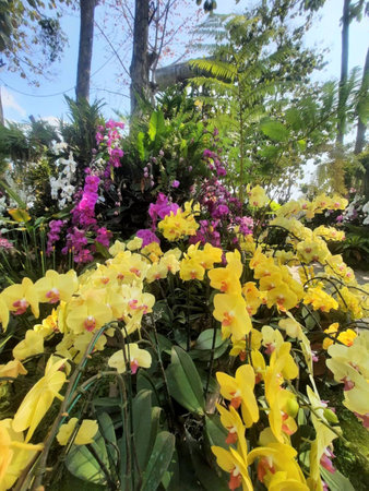 colorful orchids in the garden, beautiful photo digital pictureの写真素材