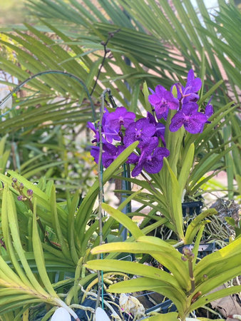 Purple orchids in the garden. Selective focus.の写真素材