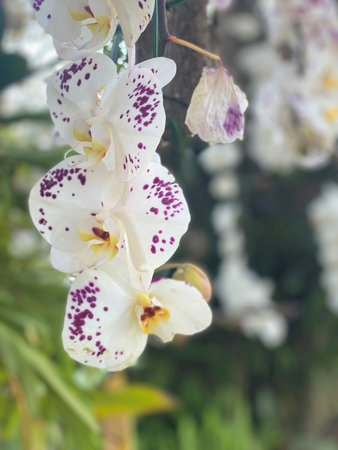 White orchids in the garden, Thailand. (Selective focus)の写真素材
