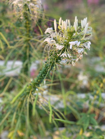 Cleome spinosa, commonly known as spider flower or spider flower