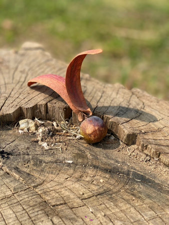 A close up of a single acorn lying on an old stump.