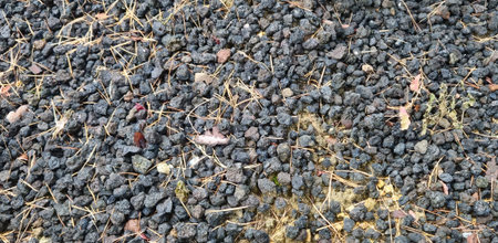 A lot of black objects on the ground in autumn. Close-up.