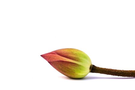 Lotus flower on a white backgroundの写真素材