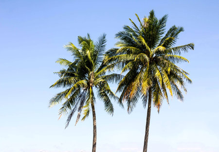 Exotic view with palm trees against blue sky