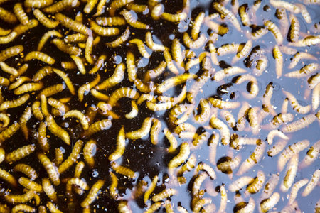 Worms dirtyの写真素材