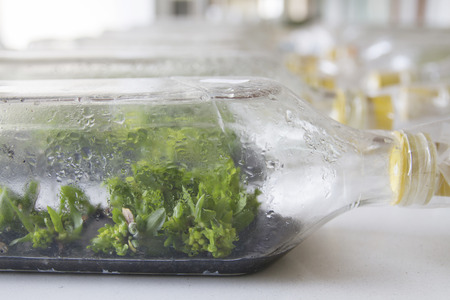 plant tissue culture orchid in thailandの写真素材