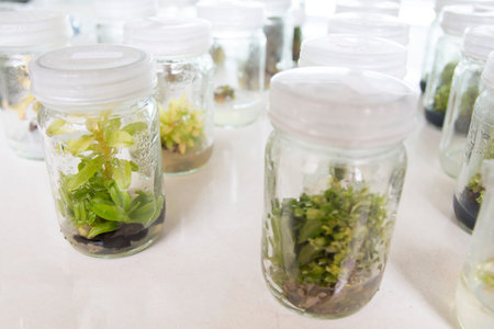 plant tissue culture orchid in thailandの写真素材