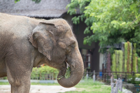 Asian elephant enjoy eating grassの写真素材
