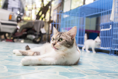 Cat lick her mouse in home and kitten in background.の写真素材